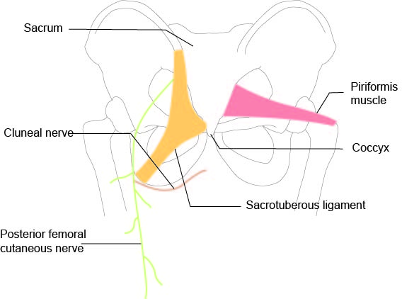 cluneal nerve anatomy